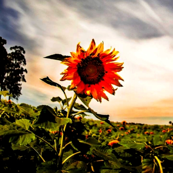 Meet your Posher, Tracy - Picture 1 of 1